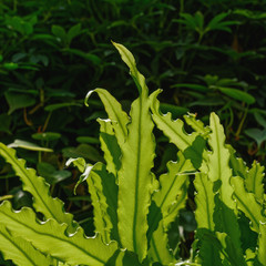 bright sunlight shining through long narrow ruffled green leaves in square orientation