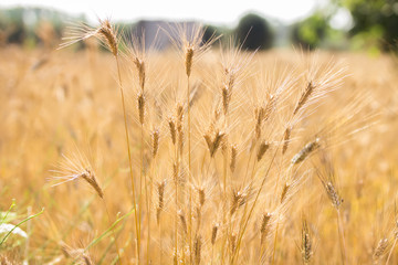 Fototapeta premium Blurred background of wheat field. Ears of golden wheat close up. Beautiful Nature Sunset Landscape. Rural Scenery Rich harvest concept