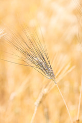 Spikelet of grain, golden wheat close-up, vertical orientation