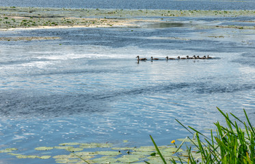 duck with brood floating on the river