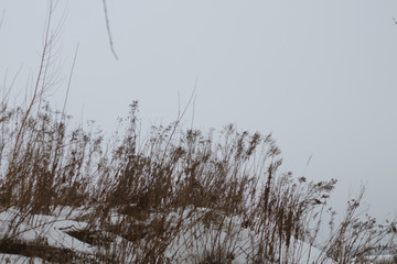 grass in the snow