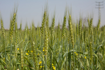 Spikelets of young wheat close-up. ears of green unripe wheat.