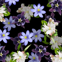 Beautiful floral background of Aquilegia, Liverwort and Apple blossom, Isolated 