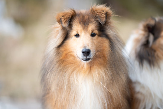 collie