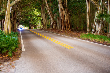 Banyan Tree Road Stuart Florida Martin County