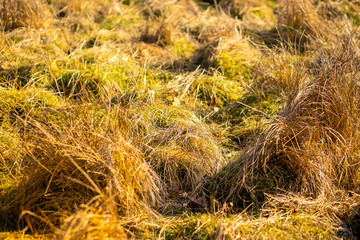 An overgrown field in morning light