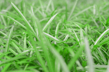 green plant background
