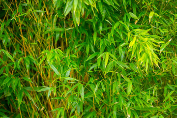 A close up of lush green vegetation