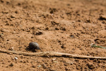 Close-up of a dung beetle on red ground in the forest