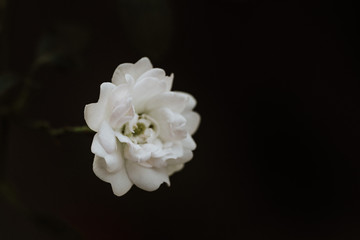 Fototapeta na wymiar Super white tiny fairy rose flower close up