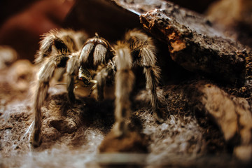 Vogelspinne Grammostola rosea frisst Heuschrecke