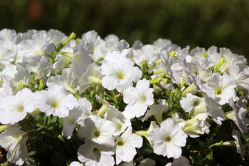 petunia flower in the garden