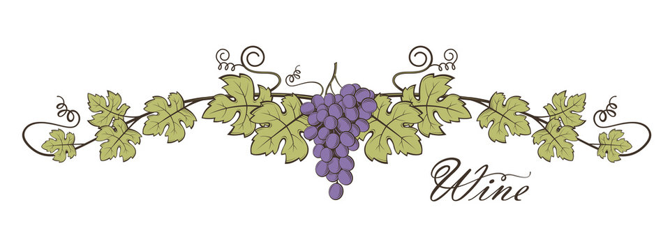 illustration of grape bunches with leaves