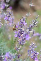 Blooming lavender fields in Bulgaria. Purple lavender flowers. Lavender bushes. Blooming lavender. Bee on a flower. Lavender honey and oil.