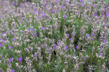 Obraz premium Blooming lavender fields in Bulgaria. Purple lavender flowers. Lavender bushes. Blooming lavender. Bee on a flower. Lavender honey and oil.