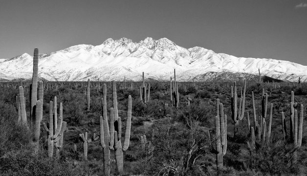 Black and white photo of desert saguaros in front of snow covered mountains 