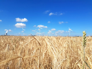 Fototapeta na wymiar Ears of golden wheat field with wind power