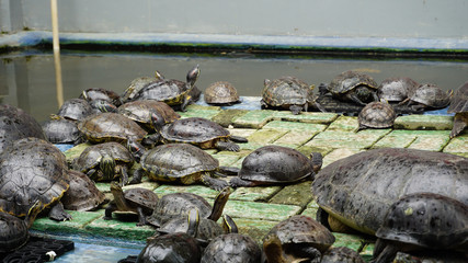 the swarm of turtles near the pond