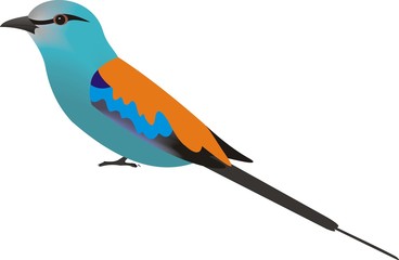Abyssinian Roller (Coracias abyssinicus)