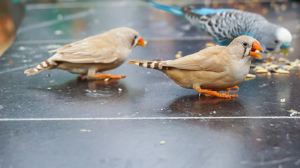 love bird