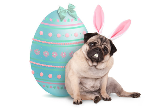 adorable cute pug puppy dog sitting down next to pastel colored easter egg, wearing bunny ears and teeth, isolated on white background