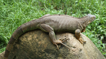 an Iguana on top of the big rock
