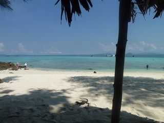 palm tree on the beach
