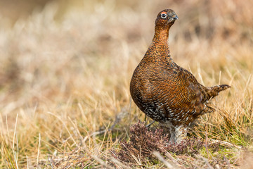 Red Grouse, (Lagopus lagopus) male or cock bird, with red eyebrow, stood in natural habitat on Grouse moor in Winter. Looking alert.  Landscape, horizontal. Space for copy
