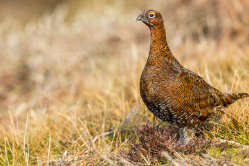 Red Grouse, (Lagopus lagopus) male or cock bird, with red eyebrow, stood in natural habitat on Grouse moor in Winter. Looking alert.  Landscape, horizontal. Space for copy