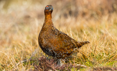 Red Grouse, (Lagopus lagopus) male or cock bird, with red eyebrow, stood in natural habitat on Grouse moor in Winter. Looking alert.  Landscape, horizontal. Space for copy