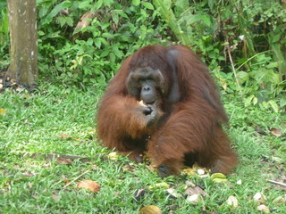Orangutan eating