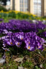 Crocuses and daffodils in early British Spring