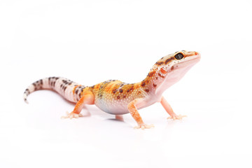 Leopard Gecko on white background
