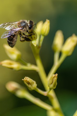 European honey bee (apis mellifera), pollinating avocado flower (persea americana)