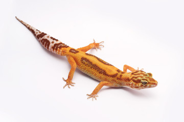 Leopard Gecko on white background