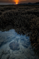 Starfish coral and sunrise when low tide