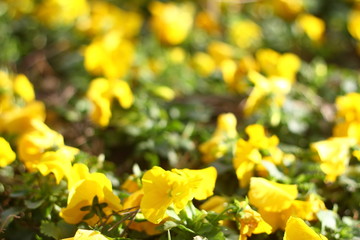 Beautiful flowers blooming in the garden, Bodrum Turkey