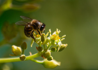 European honey bee (apis mellifera), pollinating avocado flower (persea americana)
