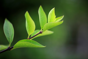 Beautiful Green Leaf