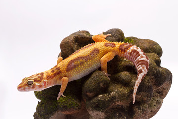 Leopard Gecko on white background