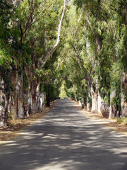 Road under arches of eucalyptus trees, Georgioupolis, Crete