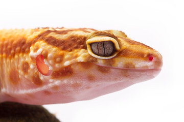A cropped view of a yellow and orange spotted leopard gecko on white