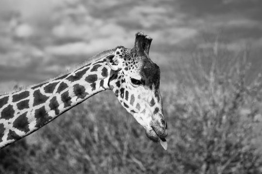 Black and white images of wildlife