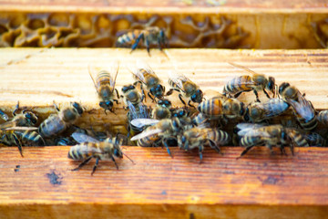 bee hive inside the frame