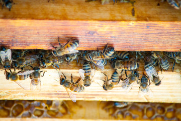 Bee honeycombs of honey