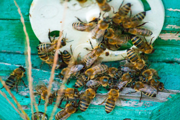 bees in the hive