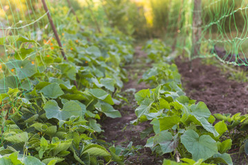 ucumber on a bush among the leaves. Cucumber on the background of the garden.