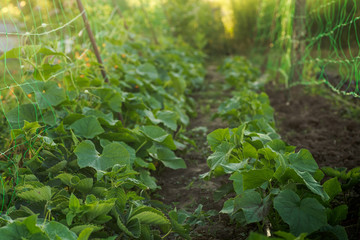 ucumber on a bush among the leaves. Cucumber on the background of the garden.