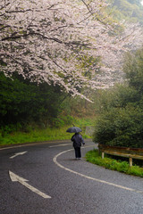 花散らしの雨の山道を降る