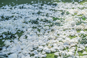 White Rose Pedals on grass